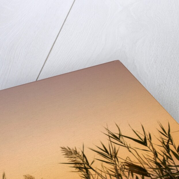 Reeds by Assaf Frank